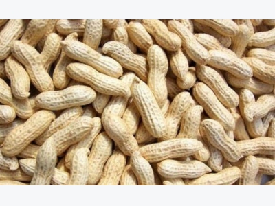 Peanut Farming (Groundnut) Information Guide