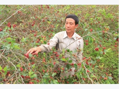 Mô hình mới: Trồng dâu ta lấy quả, mỗi năm có 200 triệu đồng