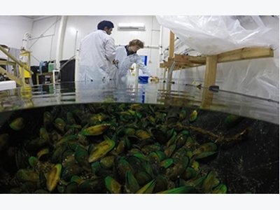 Students experiment with mussel aquaculture