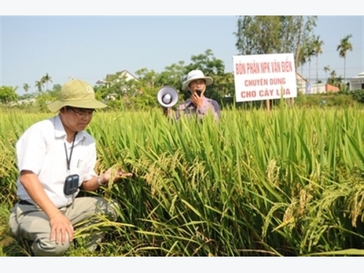 Phân bón NPK chuyên dùng Văn Điển cho lúa xứ Quảng