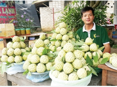 Custard apples get their own festival