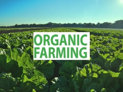 Organic Agriculture and Its Importance