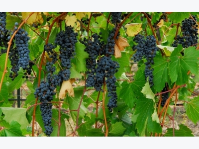 Grape Cultivation Information Guide