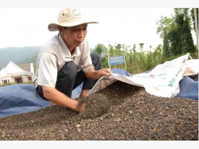 As highlands pepper prices fall, farmers hold out