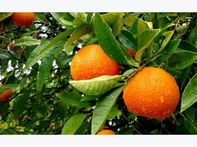 Orange Cultivation Information Guide