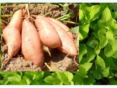 Sweet Potato Cultivation Guide