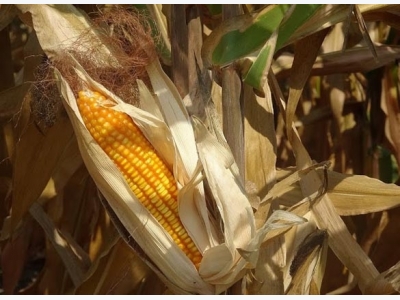 New generation corn turns around countryside poverty