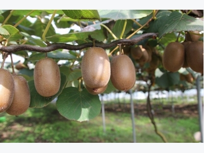 Kiwi Cultivation Information Guide