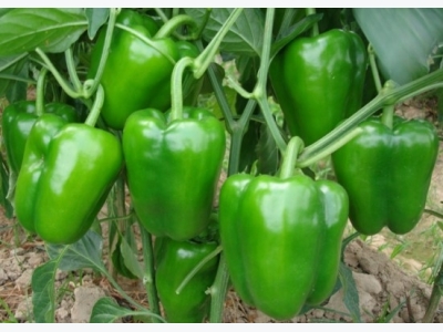 Capsicum Cultivation (Bell Pepper) Information Guide