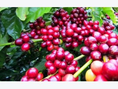 Coffee exports reduce in volume but grow in value