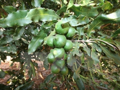 Quang Tri seeks to develop macadamia farming