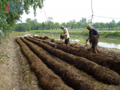 Trồng nấm rơm phối trộn lục bình năng suất cao