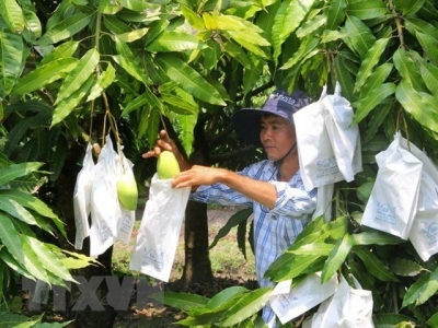 Seminar discusses post-harvest technology for mangos