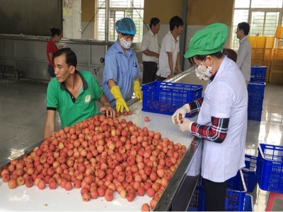 Bac Giang lychee offered to USA and Netherlands