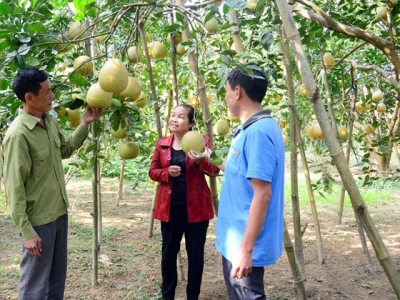 Chọn cây ăn quả làm mũi nhọn, người dân thu lãi cao