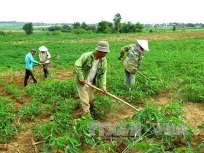 Kỹ thuật bón phân cho cây khoai mì