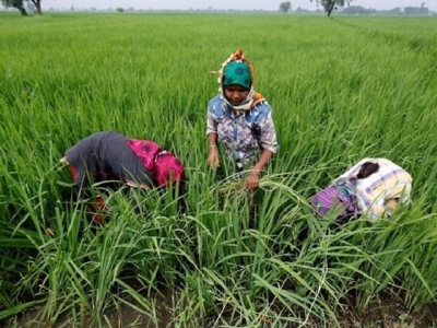 Vietnam prices ease from multi-year highs, India rice rates nudge up