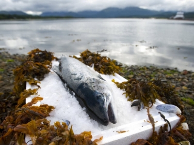 Aquaculture UK: Stepping up to the plate
