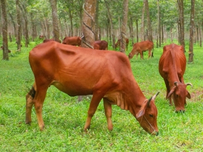 Research Reveals Current Cattle Injections Increase Risk of Injury