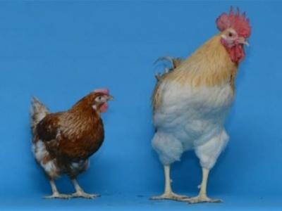 Gene expression tied to dimorphism in chickens