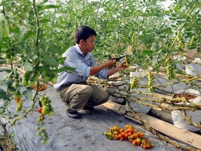 Quang Tri draws investment in hi-tech agriculture