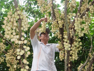 Làm giàu nhờ cây dâu xiêm