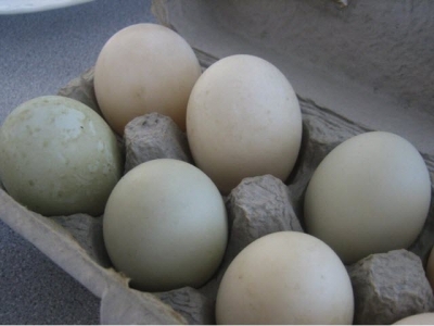 Everything You Need to Know About Duck Eggs