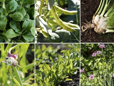 7 Gourmet Vegetables to Plant Now for Fall Harvest