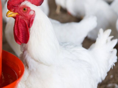 SMART initiative to develop automated monitoring tools for live chickens