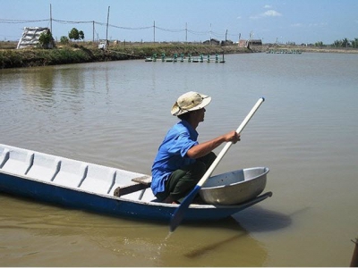 Breeders in Mekong Delta suffer heavy losses from massive shrimp die-offs