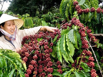 Internal, external factors challenge Vietnams coffee exports
