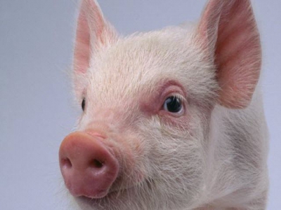 Early-life stress has lifelong implications for pigs