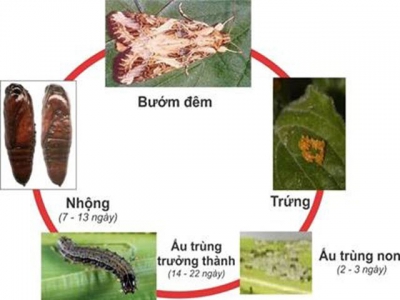 Một số biện pháp phòng trị sâu keo mùa thu