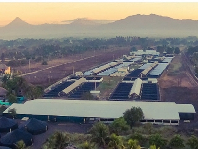 Guatemalas Acuamaya bets big on shrimp sector with hatchery improvements