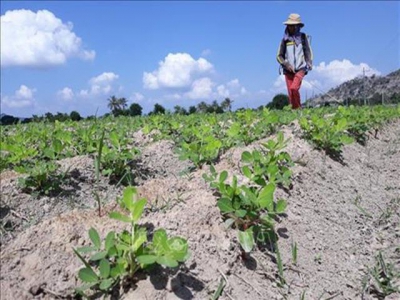 Ninh Thuận helps farmers shift to new crops during dry season