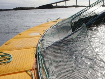 The future phases of salmon production