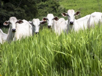 Cutting methane emissions in cattle