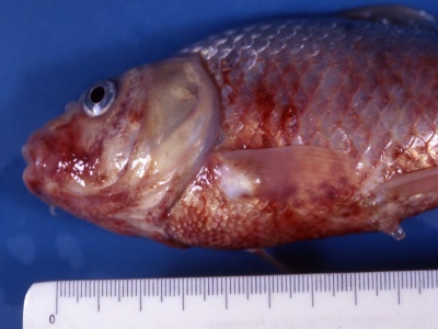 Fish disease - Haemorrhagic organs