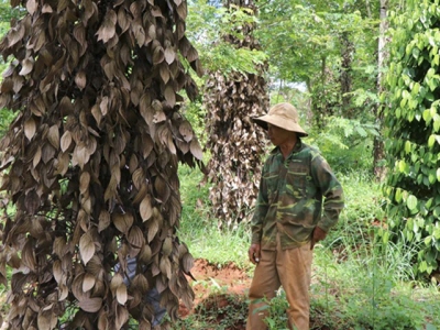 Central Highlands pepper farmers hit by massive losses