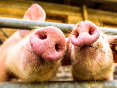 Calculating swine diets using digestibility ratios may support growth, feed intake