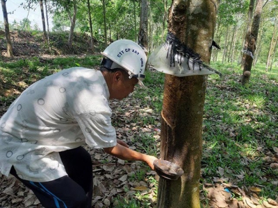 Price plunge dashes rubber farmers white gold dream