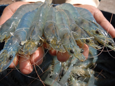 Cà Mau: prices of giant tiger shrimp fall by half in the run-up to harvest