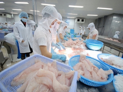 Pangasius export sees positive signs in China and Hongkong