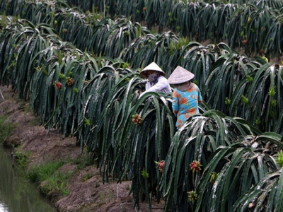 Farmers in Mekong Delta province continue switch to high-value crops