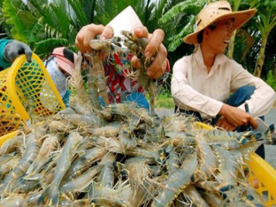 Bạc Liêu: Prices of shrimp are in a slump hit farmers