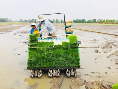 Giảm lượng giống gieo sạ, tăng năng suất và lợi nhuận cho người trồng lúa