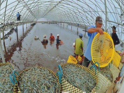 Aquaculture in combination with solar energy in Vietnam