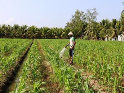 Mekong Delta farmers increase income by switching crops