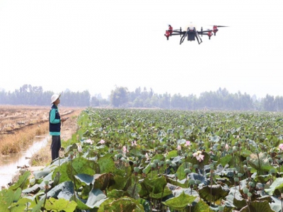 Đồng Tháp farmers adopt drones to spray crops