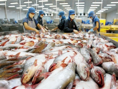 Mekong Delta catfish farmers worry about lower prices